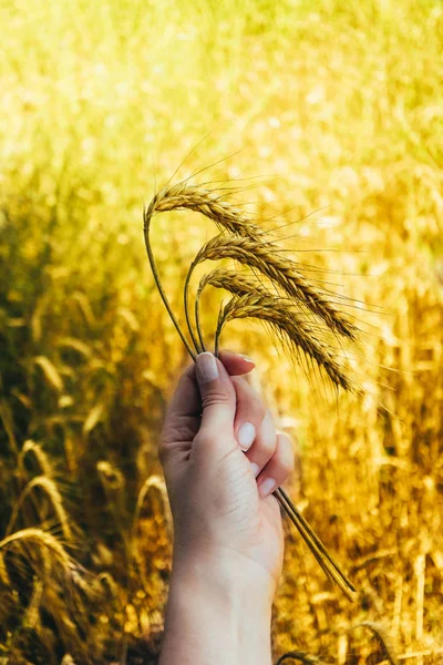 Bright Colorful Golden Rye Spikes Harvester Hand Wheat Ears Field — Stock Photo, Image