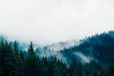 güzel sisli mistik Dağları. Mistik ormanda, sabah sis bulutları ' ta ağaç. Avrupa, gizemli Alp manzara.