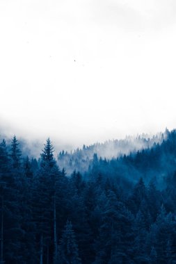 güzel sisli mistik Dağları. Mistik ormanda, sabah sis bulutları ' ta ağaç. Avrupa, gizemli Alp manzara.