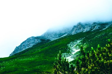 güzel sisli mistik Dağları. Mistik ormanda, sabah sis bulutları ' ta ağaç. Avrupa, gizemli Alp manzara.
