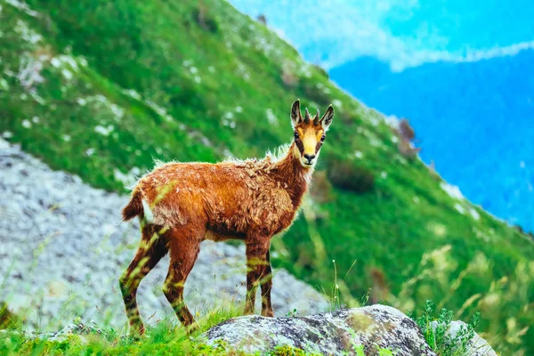 Retrato Cabra Joven Alpina Salvaje Naturaleza Montaña Verde Fondo —  Fotos de Stock