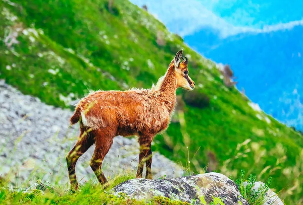 Retrato de cabra joven alpino salvaje, naturaleza de montaña verde en el —  Fotos de Stock