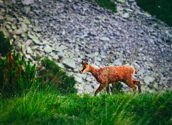 Retrato de cabra joven alpino salvaje, naturaleza de montaña verde en el —  Fotos de Stock