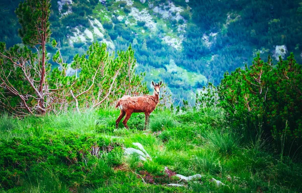 Retrato Cabra Joven Alpina Salvaje Naturaleza Montaña Verde Fondo —  Fotos de Stock