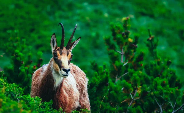 Retrato Cabra Alpina Salvaje Naturaleza Montaña Verde Fondo —  Fotos de Stock