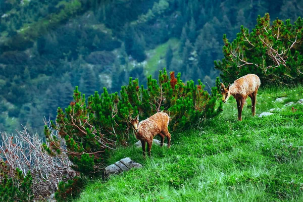 Familia Dos Cabras Alpinas Salvajes Naturaleza Montaña Verde Fondo —  Fotos de Stock