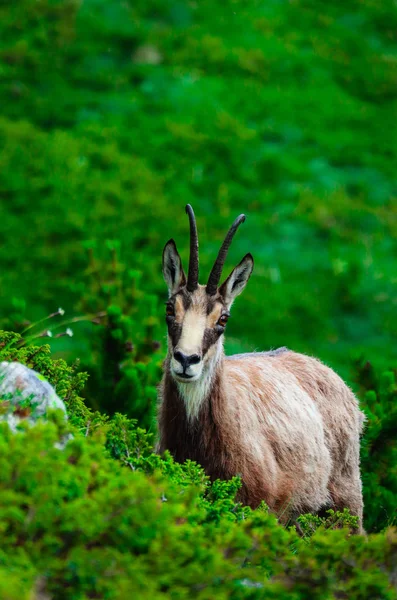 Retrato Cabra Alpina Salvaje Naturaleza Montaña Verde Fondo —  Fotos de Stock