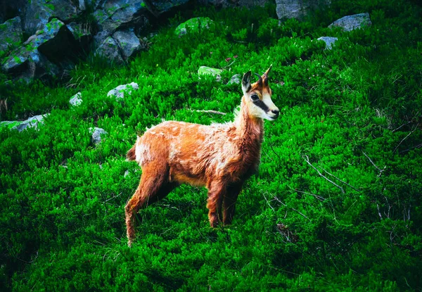 Retrato Cabra Joven Alpina Salvaje Naturaleza Montaña Verde Fondo —  Fotos de Stock