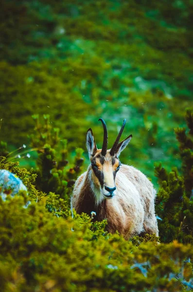 Retrato Cabra Alpina Salvaje Naturaleza Montaña Verde Fondo —  Fotos de Stock