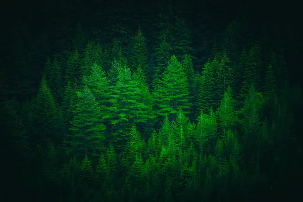 Las Sosnowy Głęboko Górach Naturalny Krajobraz Tło — Zdjęcie stockowe
