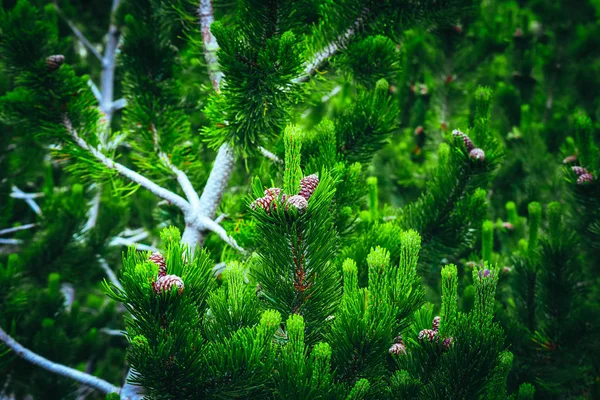 Green Pine Tree Brunches Backdrop Abstract Evergreen Natural Background — Stock Photo, Image