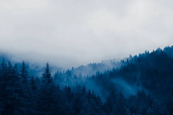 Belas Montanhas Místicas Nebulosas Nuvens Nevoeiro Floresta Mística Pinheiros Manhã — Fotografia de Stock