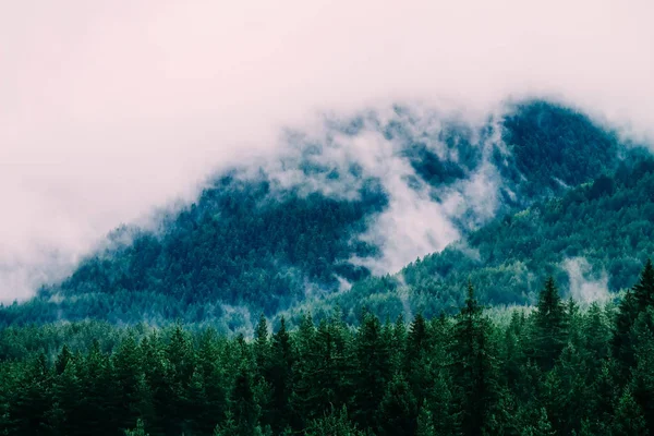 Güzel Sisli Mistik Dağları Mistik Ormanda Sabah Sis Bulutları Ağaç — Stok fotoğraf