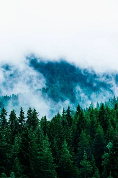 Belas Montanhas Místicas Nebulosas Nuvens Nevoeiro Floresta Mística Pinheiros Manhã — Fotografia de Stock