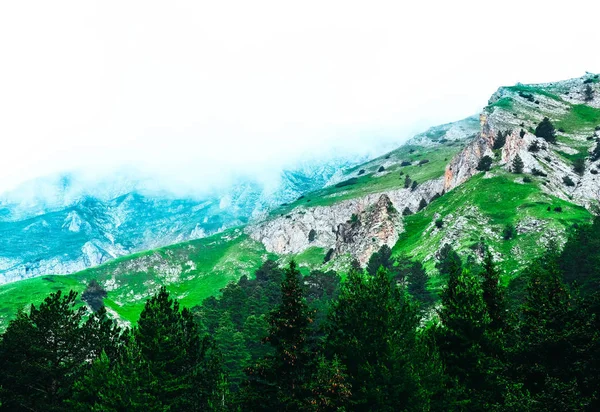 Beautiful foggy mystic mountains. Fog clouds at the pine tree mystical woods, morning. Europe, mysterious alpine landscape.