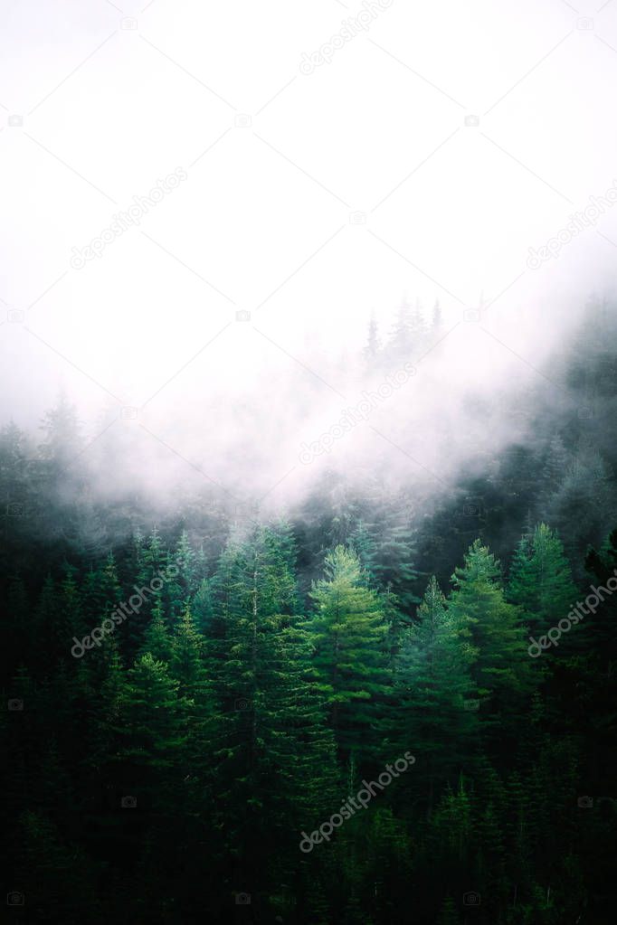 Beautiful foggy mystic mountains. Fog clouds at the pine tree mystical woods, morning. Europe, mysterious alpine landscape.