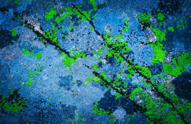 Büyük bir kaya, doğal arka plan üzerinde renkli yeşil yosun. Eski gri taş renkli liken ile zemin.