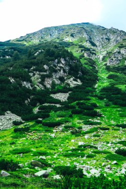 Güzel alp yüksek dağları tepe, bulutlu ve sisli. Şaşırtıcı yeşil tepeler peyzaj, yaz.