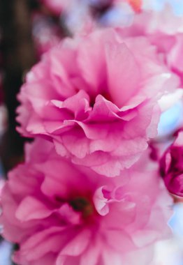 Yumuşak pembe şakayık güzel çiçek, makro. Bahar kavramı, çiçek arka plan.