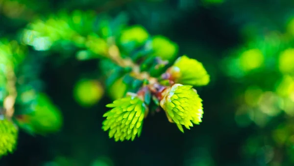 Crecimiento Las Agujas Nuevas Brunch Del Abeto Macro Vista Fondo — Foto de Stock