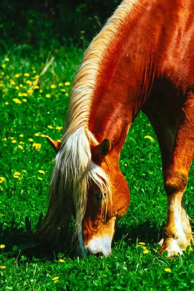 Retrato Cavalo Marrom Com Uma Longa Crina Branca Olhando Para — Fotografia de Stock