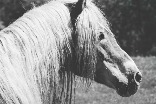 Cabeza Caballo Retrato Cerca Con Una Hermosa Melena Ondulada Cerca — Foto de Stock