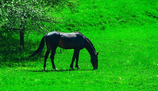 Cavalo Negro Olhando Para Grama Verde Campo Com Árvore Florescente — Fotografia de Stock