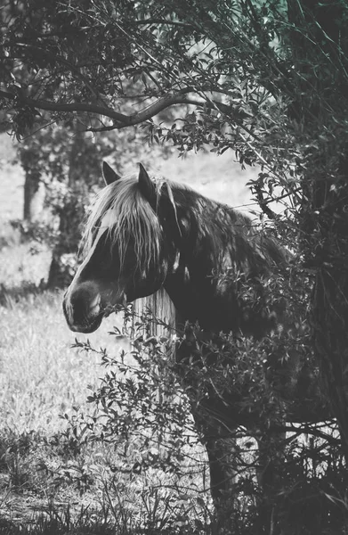 Cheval Sauvage Avec Une Longue Crinière Blanche Debout Sur Fond — Photo