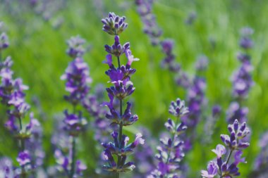 Güzel menekşe vahşi lavanta zemin çayır kapatın. Fransız Provence alan mor lavandula bitkilerin çiçeklenme.