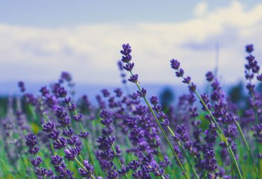 Güzel menekşe vahşi lavanta zemin çayır kapatın. Fransız Provence alan mor lavandula bitkilerin çiçeklenme.