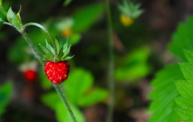 Yabani çilek bir buhar, arka plan bulanık. Bir meyve çilek, doğal zemin. Yakın çekim.