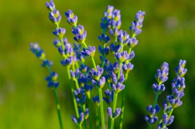 Güzel menekşe vahşi lavanta zemin çayır kapatın. Fransız Provence alan mor lavandula bitkilerin çiçeklenme.