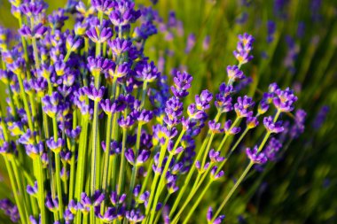 Güzel menekşe vahşi lavanta zemin çayır kapatın. Fransız Provence alan mor lavandula bitkilerin çiçeklenme.