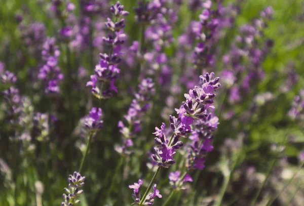 Güzel menekşe vahşi lavanta zemin çayır kapatın. Fransız Provence alan mor lavandula bitkilerin çiçeklenme.