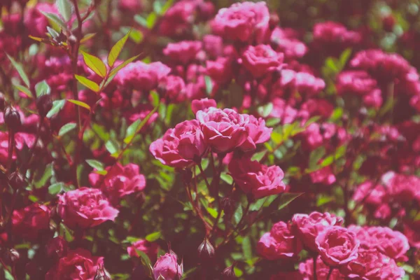 Güzel renkli menekşe gül çiçek çiçek. Fotoğraf narin parlak Gülnihal gösteriyor. Çiçek doğal gül arka plan. Yakın, makroyu görüntüleme.