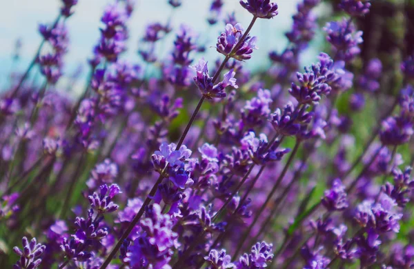 Beautiful Violet Wild Lavender Backdrop Meadow Close French Provence Field — Stock Photo, Image