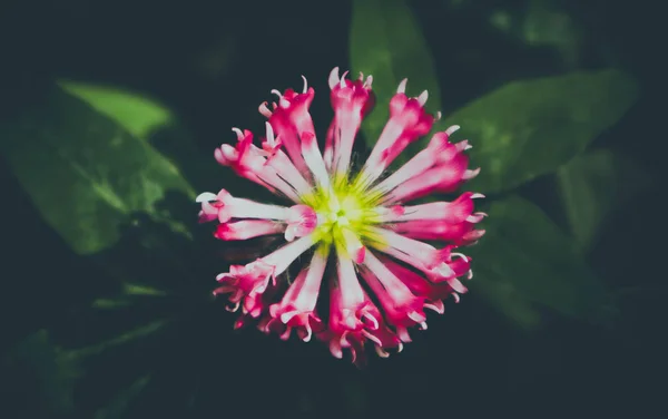 Photo Depicts Colorful Image Violet Clover Flower Leaves Meadow Pink — Stock Photo, Image