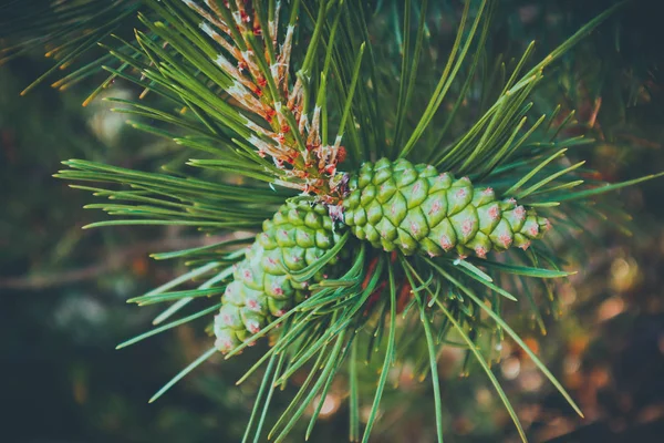 Foto Föreställande Ljusa Vintergröna Furu Tre Med Nya Små Gröna — Stockfoto