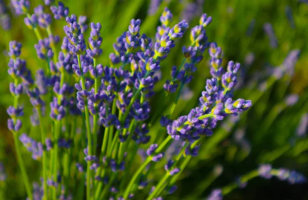 Güzel menekşe vahşi lavanta zemin çayır kapatın. Fransız Provence alan mor lavandula bitkilerin çiçeklenme.