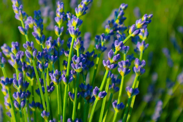 Güzel menekşe vahşi lavanta zemin çayır kapatın. Fransız Provence alan mor lavandula bitkilerin çiçeklenme.