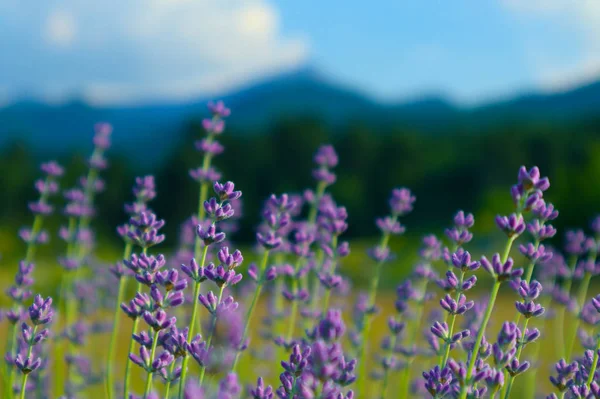 Beautiful Violet Wild Lavender Backdrop Meadow Close French Provence Field — Stock Photo, Image