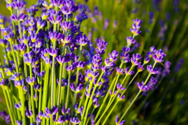 Güzel menekşe vahşi lavanta zemin çayır kapatın. Fransız Provence alan mor lavandula bitkilerin çiçeklenme.