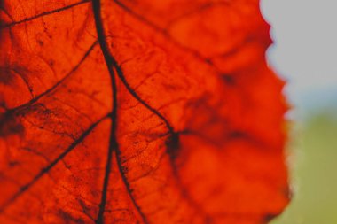 Parlak güneşli kırmızı yaprak makro görünümü, sonbahar arka plan. Yaprak damarları yakın çekim, zemin düşmek.