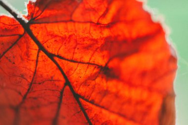 Parlak güneşli kırmızı yaprak makro görünümü, sonbahar arka plan. Yaprak damarları yakın çekim, zemin düşmek.