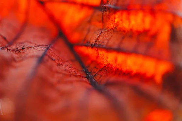 Φωτεινό Ηλιόλουστο Κόκκινο Φύλλο Μακροεντολής Άποψη Φθινόπωρο Φόντο Φλέβες Φύλλων — Φωτογραφία Αρχείου
