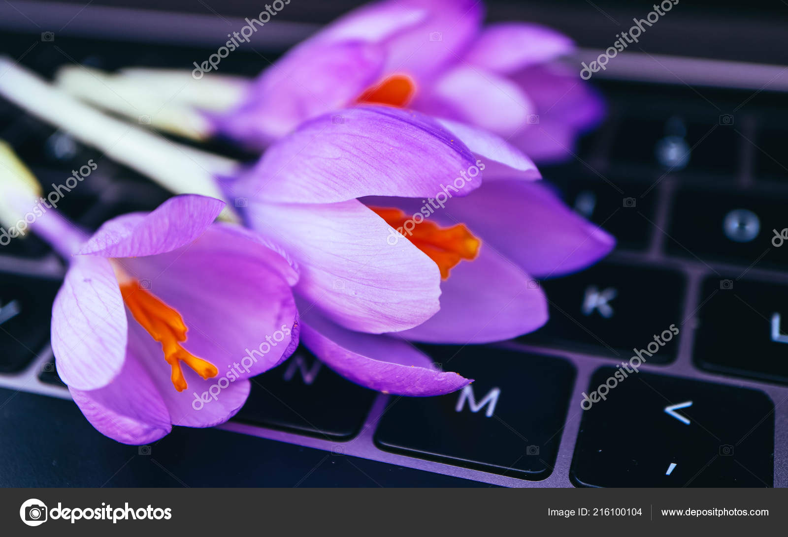 Ordenador Portátil Fondo Del Bosque Natural Flores Violetas Primavera Yacen  — Foto de stock #216100104 © FoxArtBox_studio, image size:1600x1092