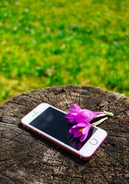 Doğal çevrenin alay kadar menekşe çiçeği ilk bahar çiçekleri, bahar kavramı ile telefon.