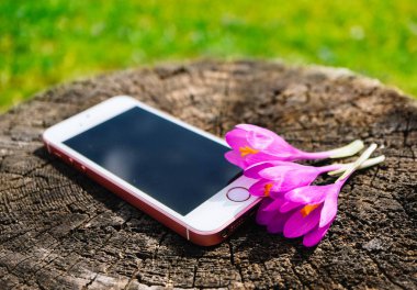 Doğal çevrenin alay kadar menekşe çiçeği ilk bahar çiçekleri, bahar kavramı ile telefon.