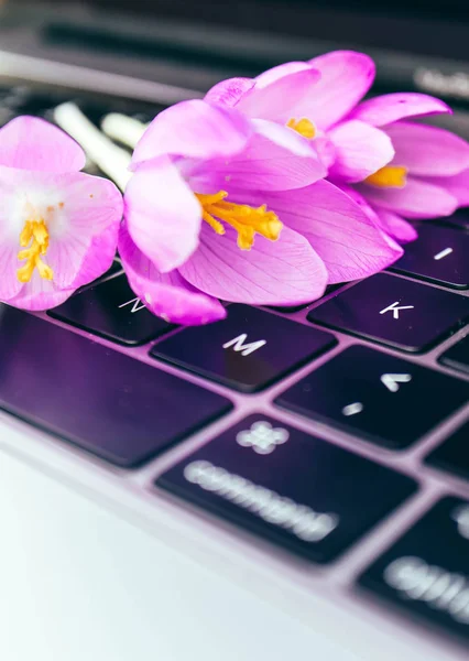 Laptop computer on the natural forest background, violet spring flowers lay on the keyboard. Notebook computer in the woods, freelance concept.