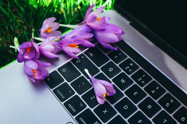 Laptop computer on the natural forest background, violet spring flowers lay on the keyboard. Notebook computer in the woods, freelance concept.